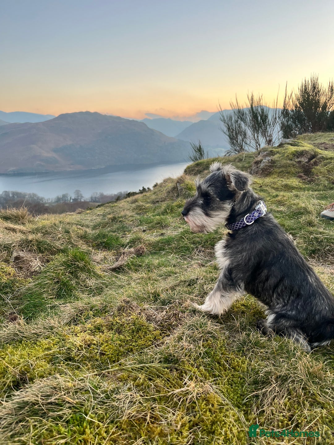 Miniature Schnauzer dogs for sale: 🖤 Stunning black boy schnauzer 🖤 - Advert 6