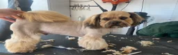 Lhasa Apso dogs for stud: Proven Show Quality Lhasa Apso for Stud  - Advert 4
