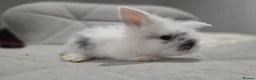 Mixed Breed rabbits for sale: Baby rabbits - Advert 4