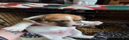 Jack Russell dogs for sale: Two beautiful boys  in Clitheroe - Advert 5