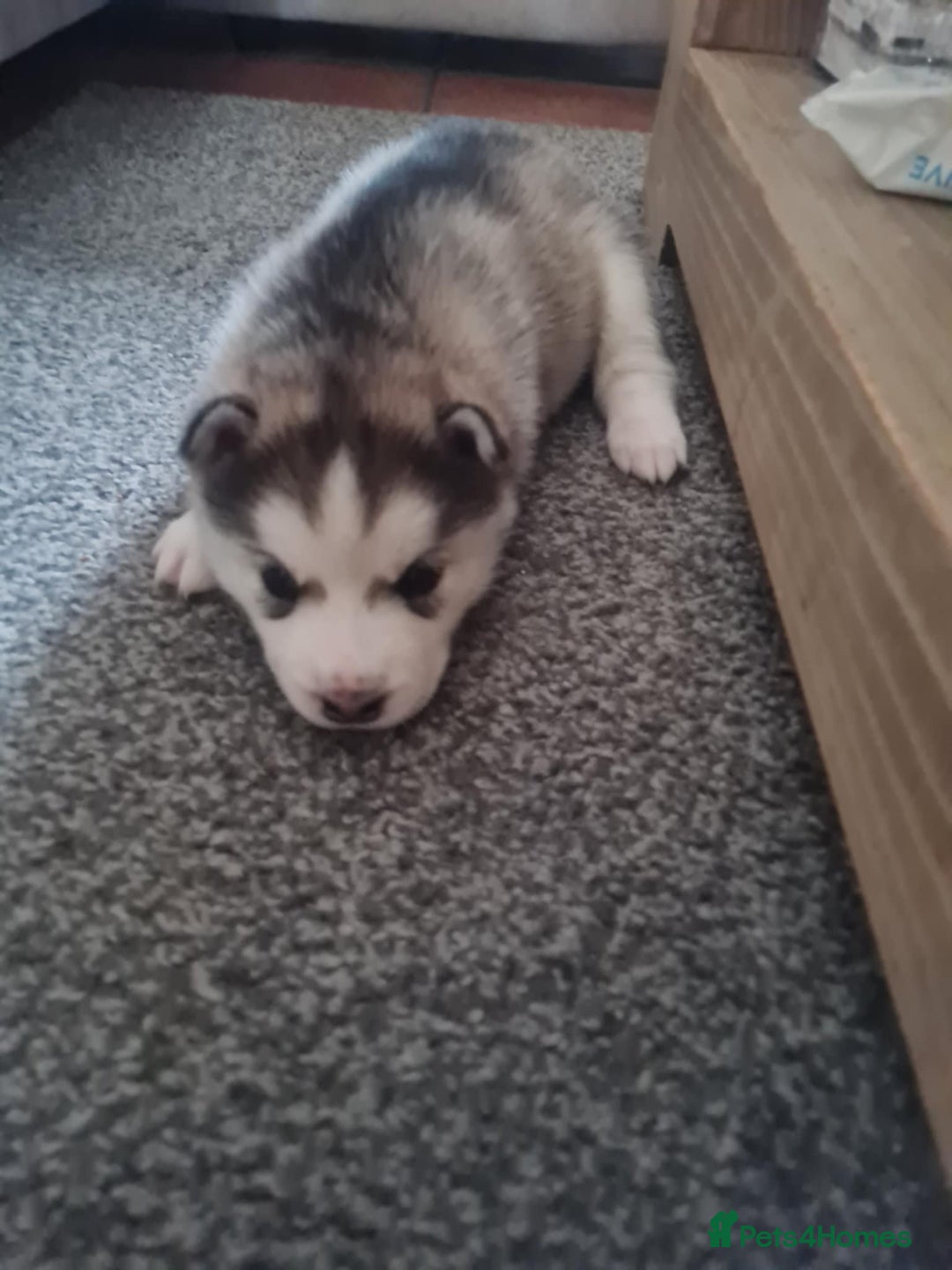 Siberian Husky dogs for sale: Siberian Husky puppies for sale  - Image 3
