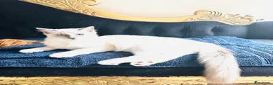Ragdoll 2
