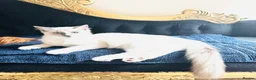 Ragdoll cats for sale: ❤️ Very special homes needed GCCF RAGDOLLS  - Advert 19