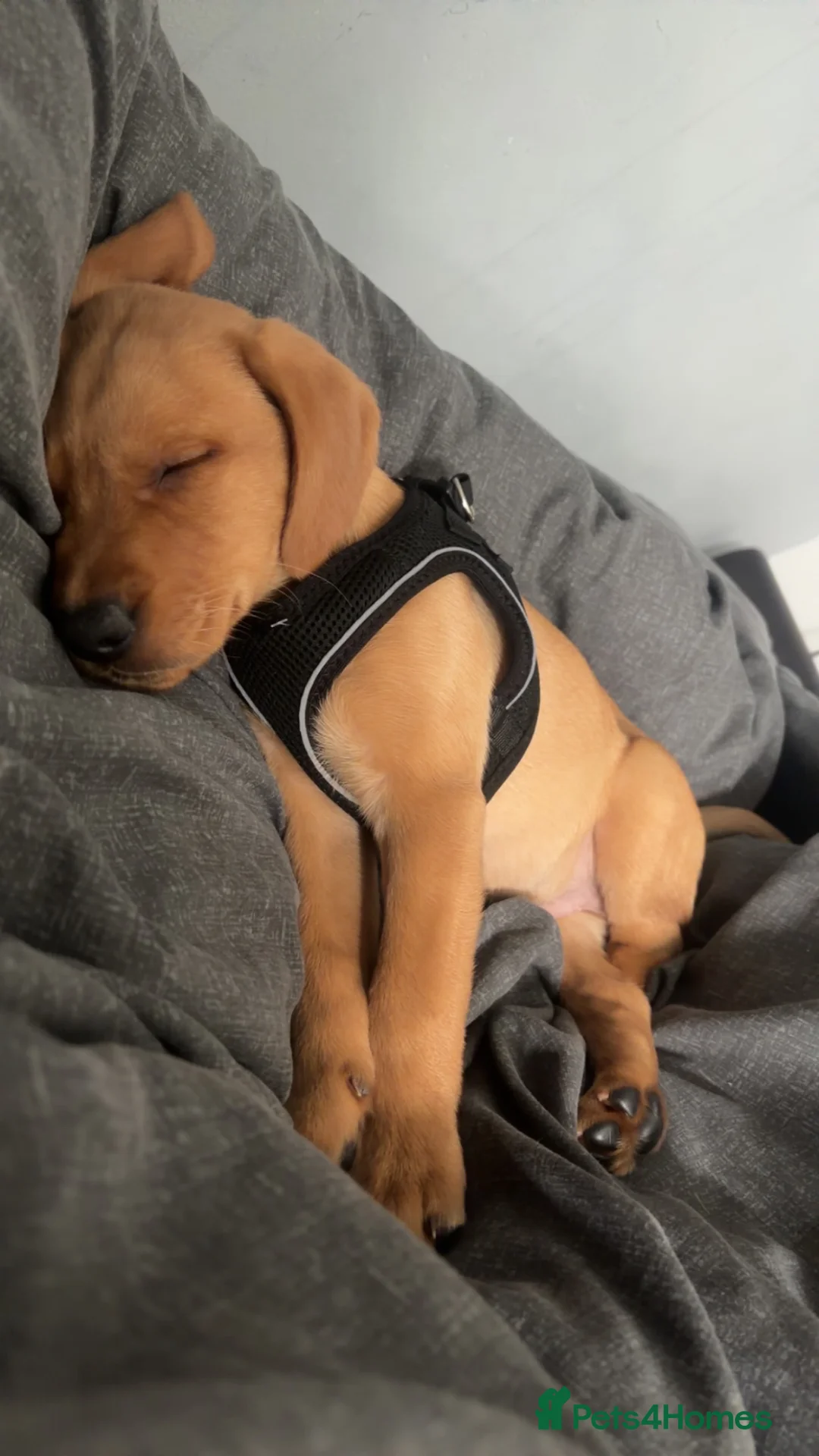 Labrador Retriever dogs for sale: Beautiful red fox Labrador puppy male. - Advert 5