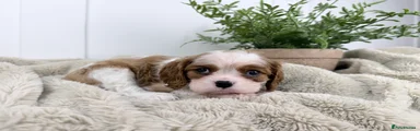 Cavalier King Charles Spaniel 6