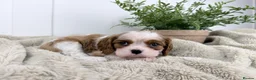 Cavalier King Charles Spaniel dogs for sale: KC registered Cavalier King Charles Spaniel.  - Advert 33