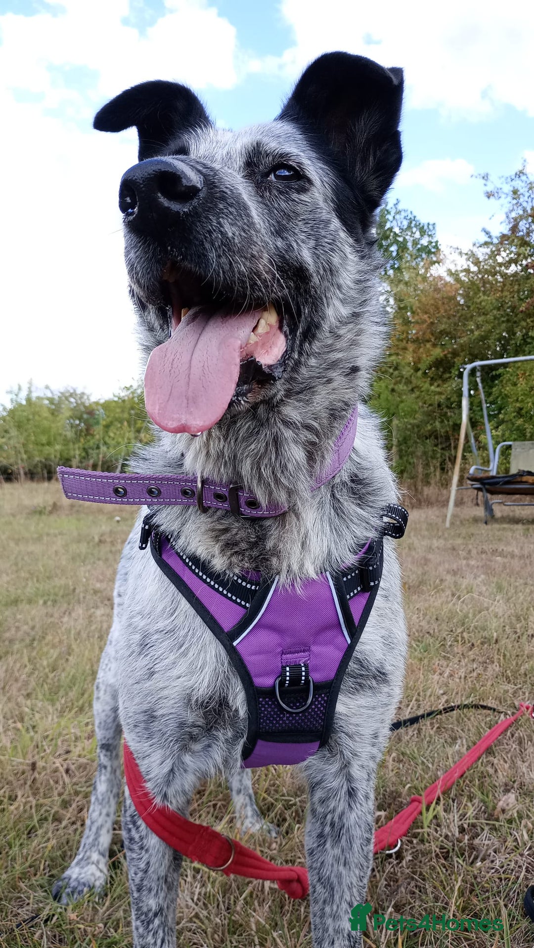 Mixed Breed dogs for adoption: 🎶 Good Golly, Miss Molly! 🎶 - Image 3