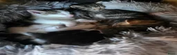 Norwegian Forest Cat cats for sale: Beautiful Norwegian forest kittens 2x boy, 2x girl - Advert 8