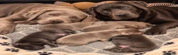 Labrador Retriever dogs for sale:  KC REGISTERED SILVER & CHARCOAL LABR RETRIEVER   - Advert 1
