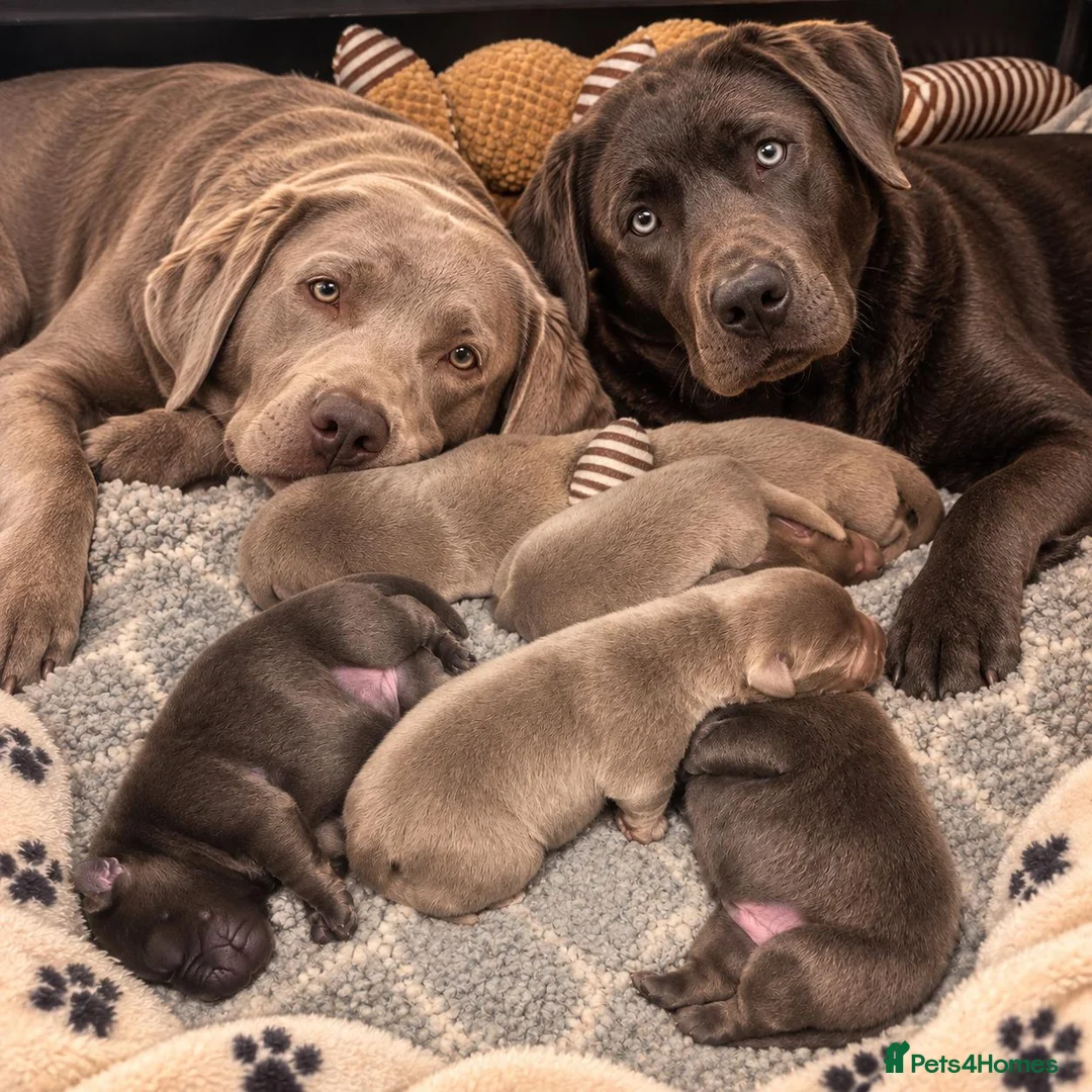Labrador Retriever dogs for sale:  KC REGISTERED SILVER & CHARCOAL LABR RETRIEVER   - Advert 1