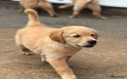 Golden Retriever dogs for sale: KC Registered Golden Retrievers puppies. - Image 13
