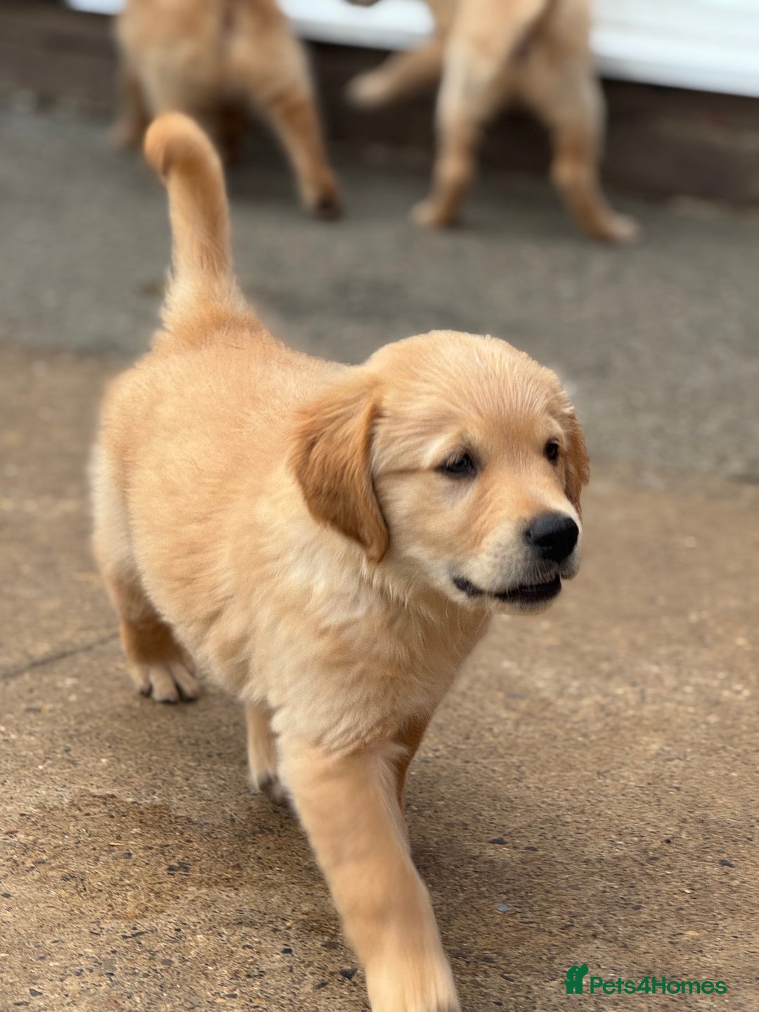 Golden Retriever dogs for sale: KC Registered Golden Retrievers puppies. - Image 13