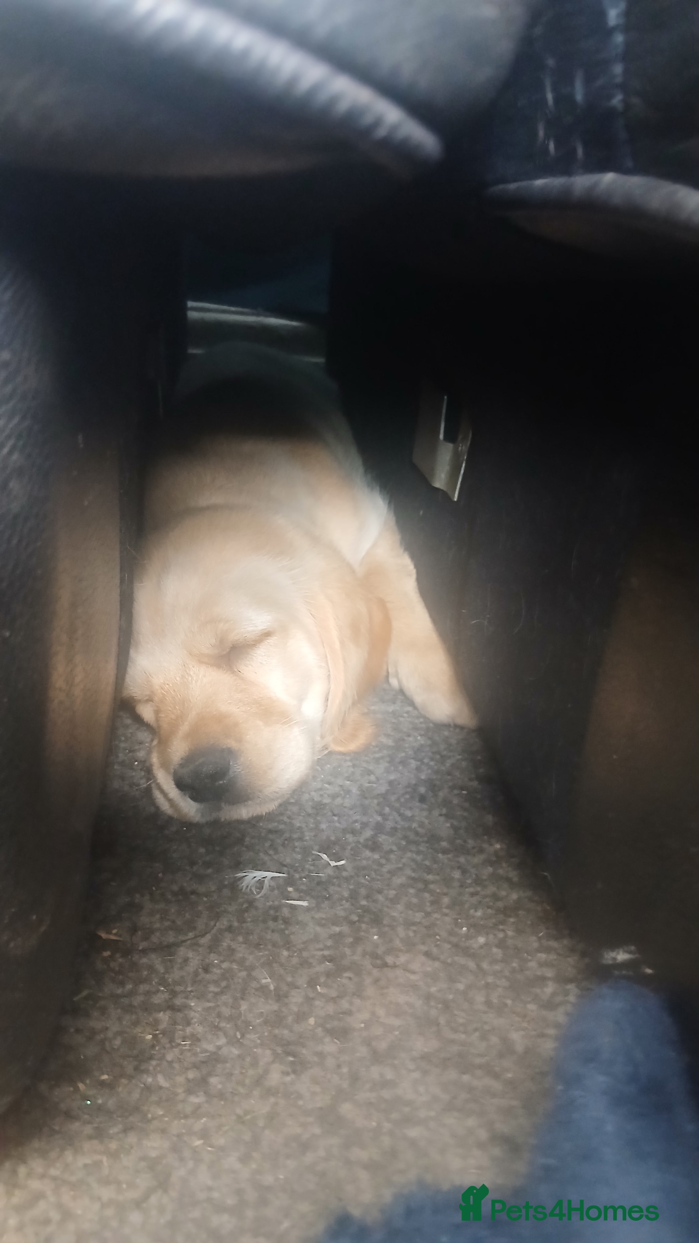 Mixed Breed dogs for sale: Ready Gorgeous Cockapoo x Gold Retriever x pups  - Advert 18