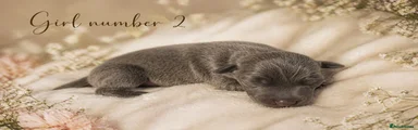 Italian Greyhound Puppy 3
