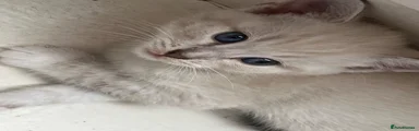 Russian Blue 5
