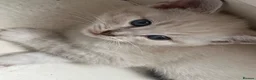 Russian Blue cats for sale: 🐾 Russian Blue Kittens – 5 Beautiful Females 🐾 - Advert 11