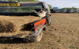 Border Collie dogs for sale: Blue Merle Collie Pup - Image 5