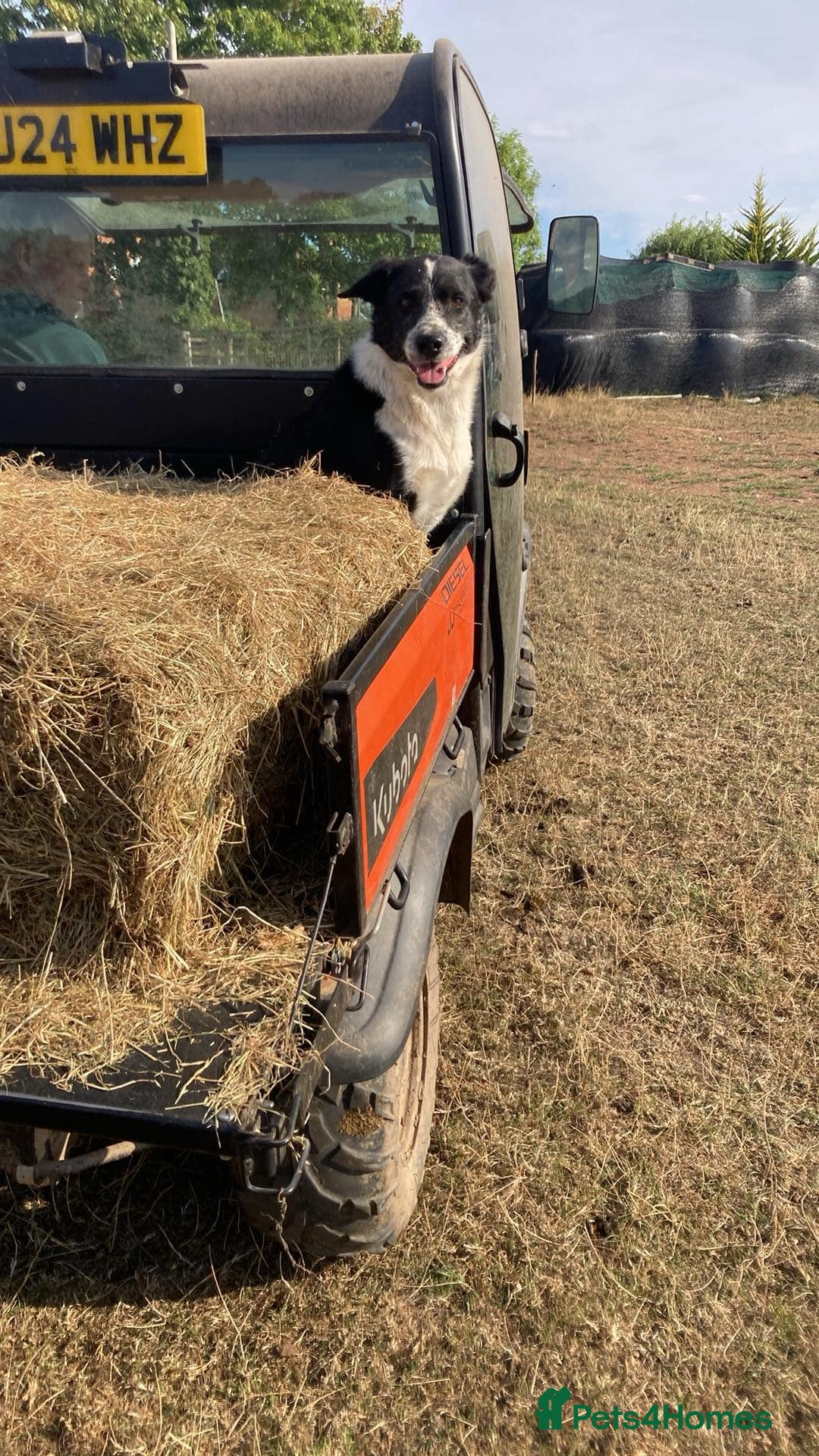 Border Collie dogs for sale: Blue Merle Collie Pup - Image 5