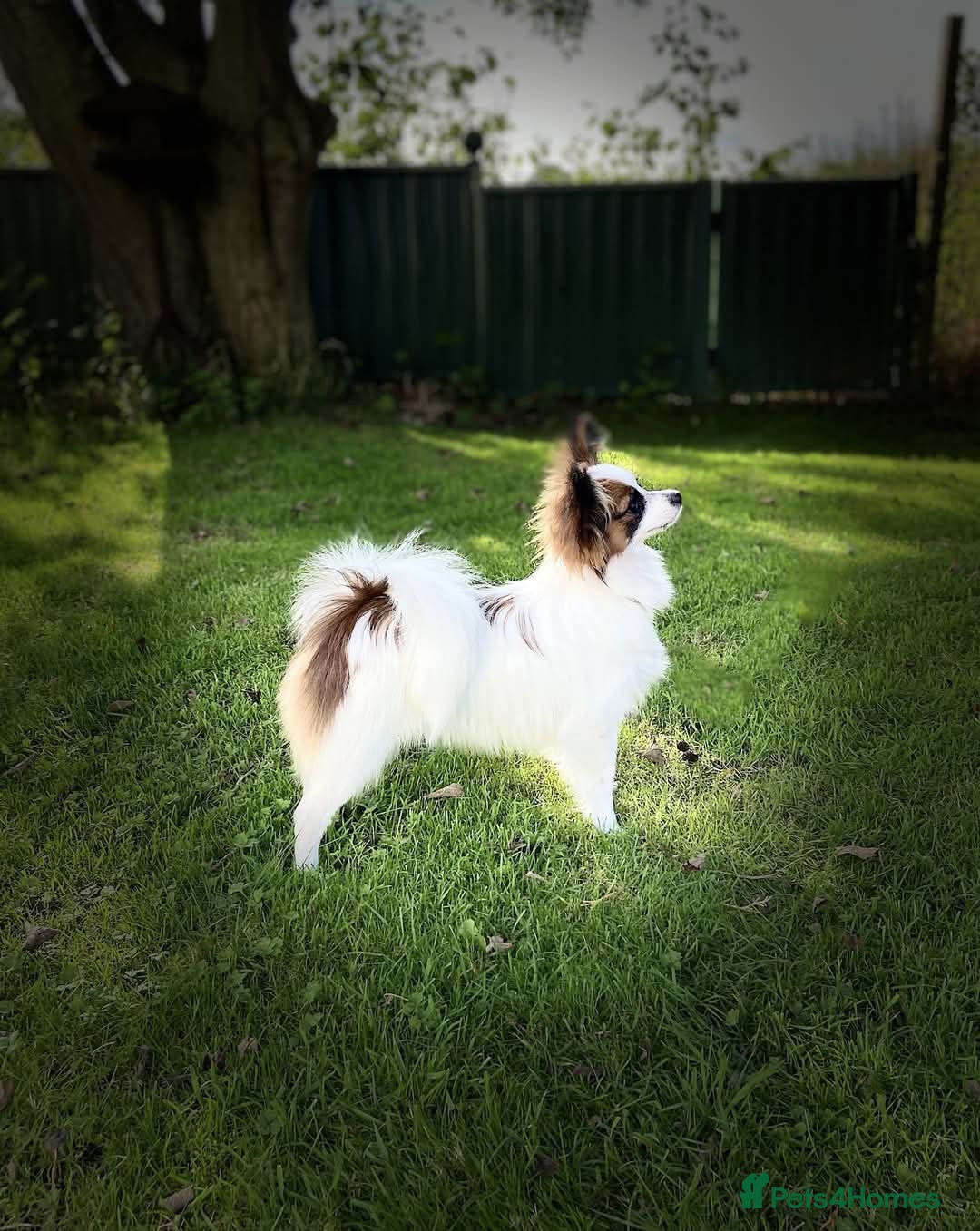 Papillon dogs for sale: Very pretty B/W Papillon bitch  - Advert 2