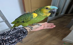Parrots birds for sale: 2 girls 2 boys silly tamed blue fronted Amazons - Image 4