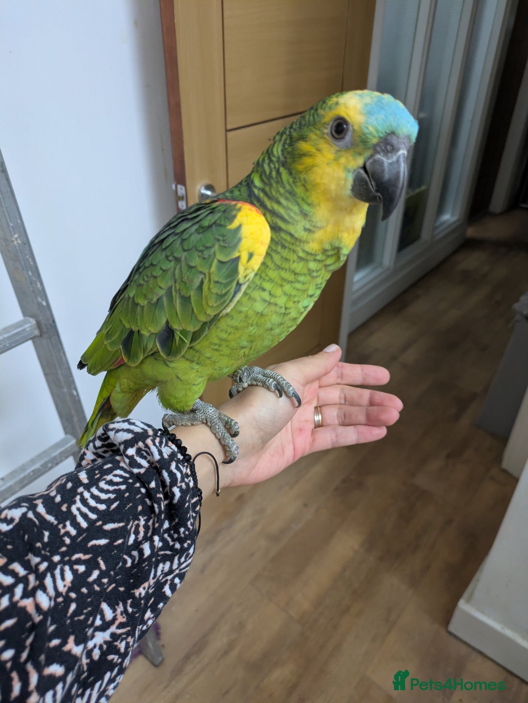 Parrots birds for sale: 2 girls 2 boys silly tamed blue fronted Amazons - Image 4