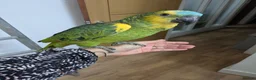 Parrots birds for sale: 2 girls 2 boys silly tamed blue fronted Amazons - Advert 4