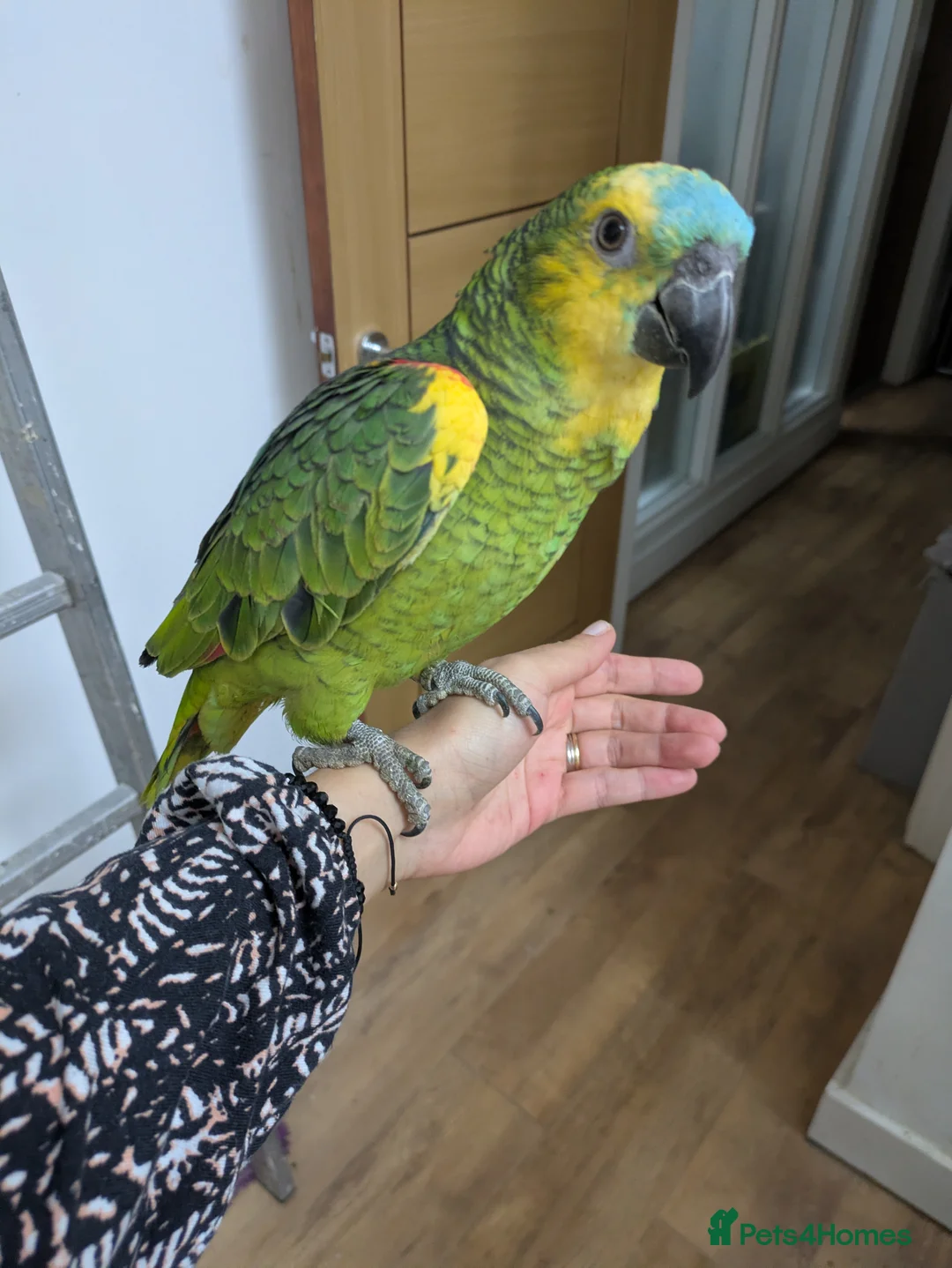 Parrots birds for sale: 2 girls 2 boys silly tamed blue fronted Amazons - Advert 4