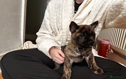 Mixed Breed dogs for sale: Beautiful French chows ready to leave!  - Image 12