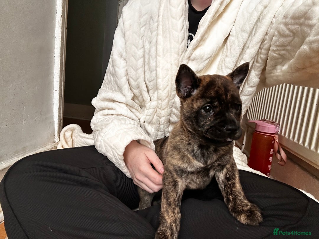 Mixed Breed dogs for sale: Beautiful French chows ready to leave!  - Image 12