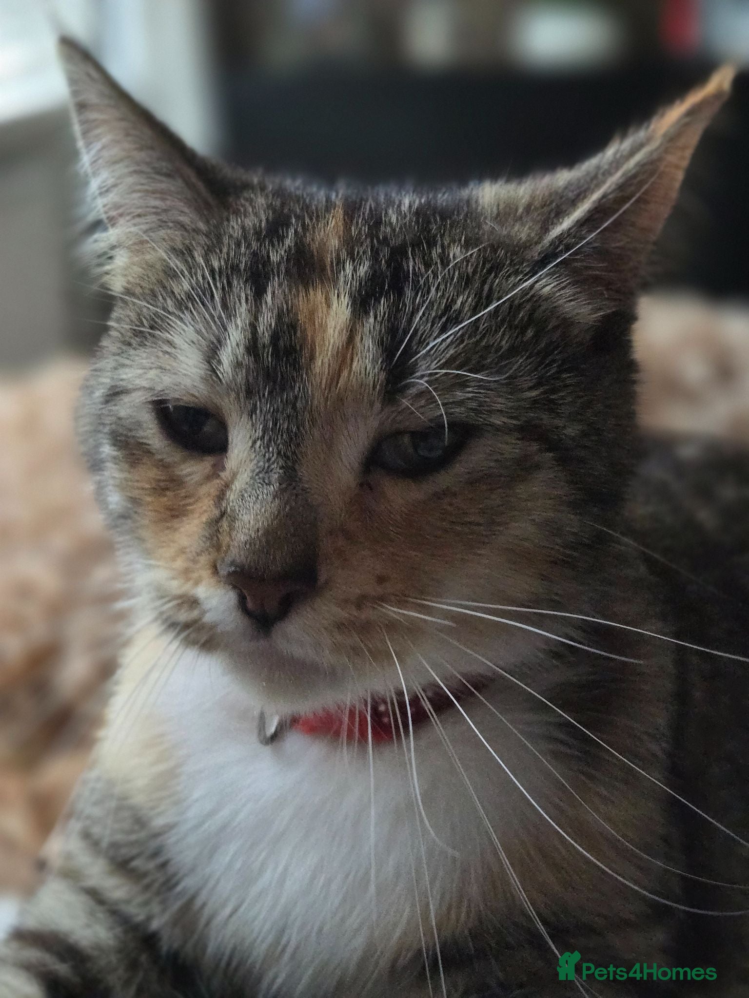Mixed Breed cats Beautiful mixed breed kittens  - Advert 1