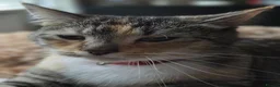 Mixed Breed cats for sale: Beautiful mixed breed kittens  in Burton-on-Trent - Advert 1