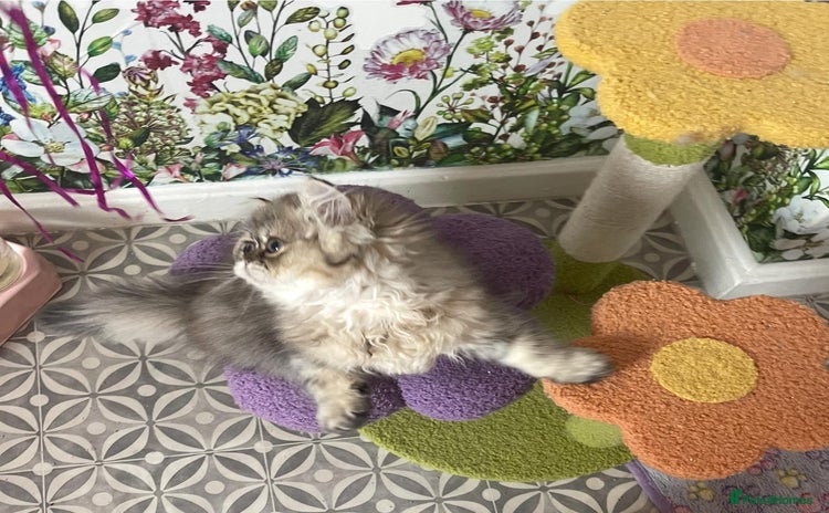 Persian cats - Advert 3