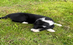 Border Collie dogs for sale: Border collies puppies - Image 14