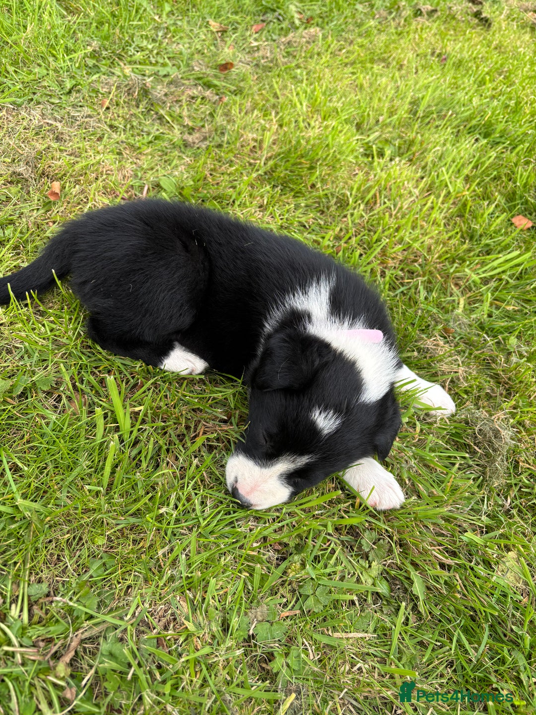 Border Collie dogs for sale: Border collies puppies - Image 14
