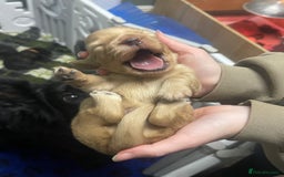 Miniature Dachshund dogs for sale: Stunning shaded cream and cream dachshunds  - Image 16