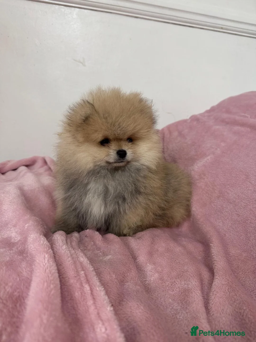 Pomeranian dogs for sale: Ready to go Excellent Pomeranian - Advert 12