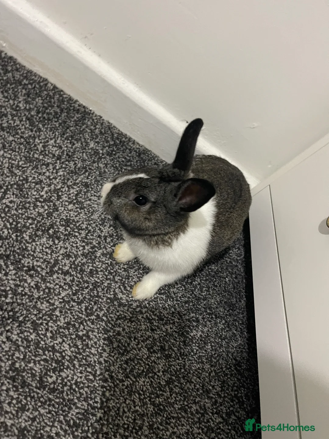 Dutch rabbits for sale: Dutch Rabbit in Blackpool - Advert 2