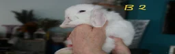 Mini Lop rabbits for sale: Mini Lop babies - Bucks - Advert 8