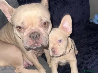 French Bulldog dogs French Bulldog Puppies READY LAST 2 - Advert 5