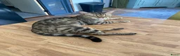 Bengal cats for sale: Bengal Cat 2 years old in Dereham - Advert 3