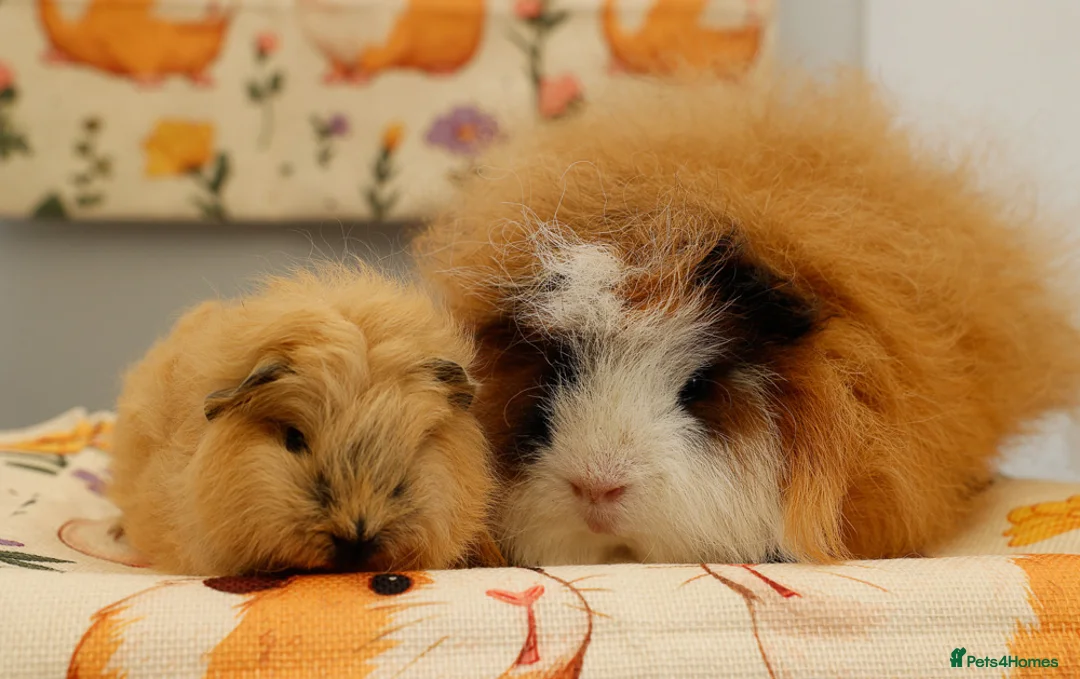Guinea Pig rodents for sale: Pedigree Swiss Father + Son - Advert 2