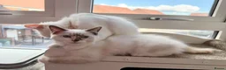 Ragdoll cats for sale: Pure Ragdolls ❤️ Vaccinated|Vet Checked|Chipped ✅ - Advert 9