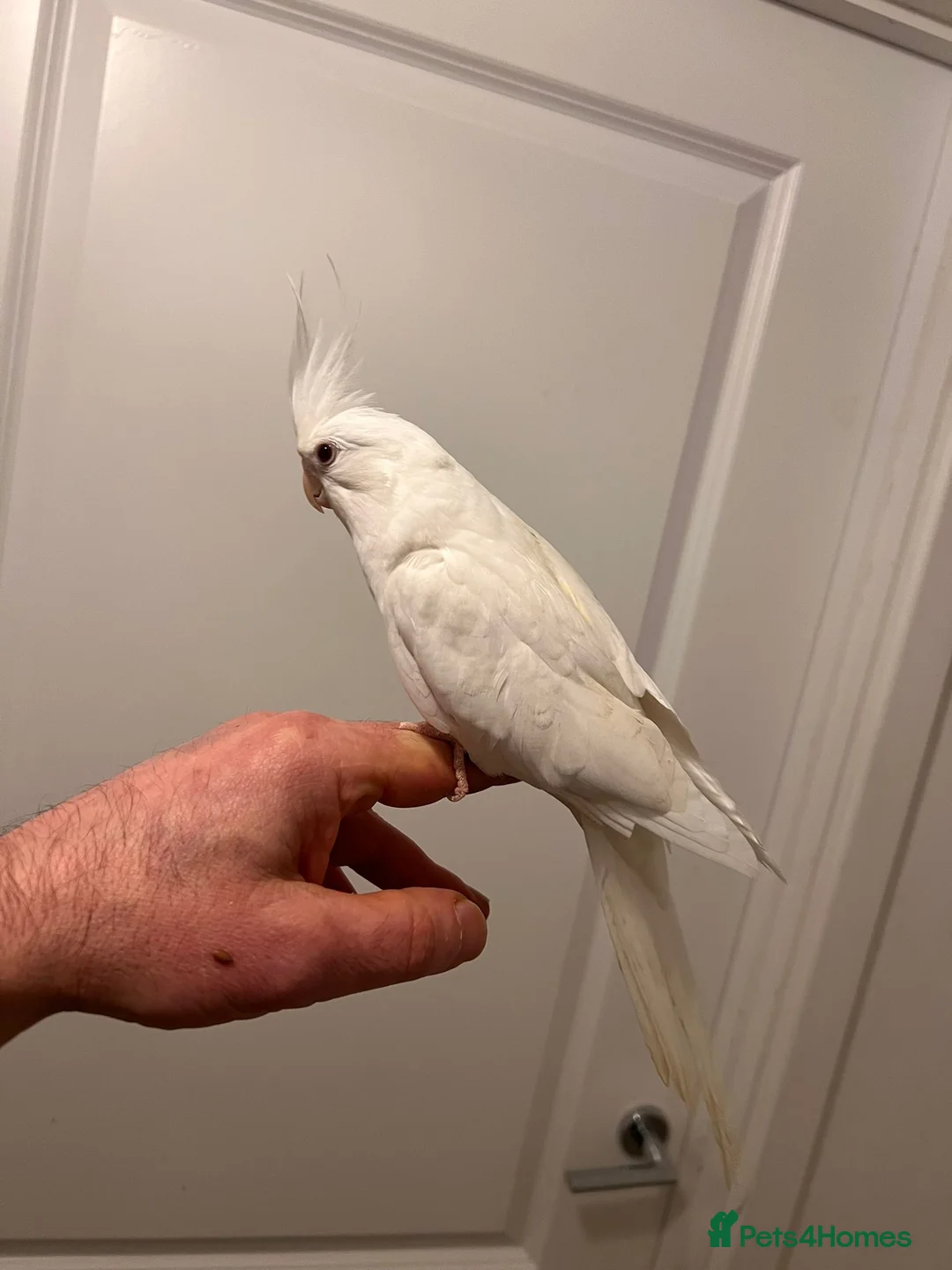 Cockatiels birds for sale: Cocktails for sale - Advert 7