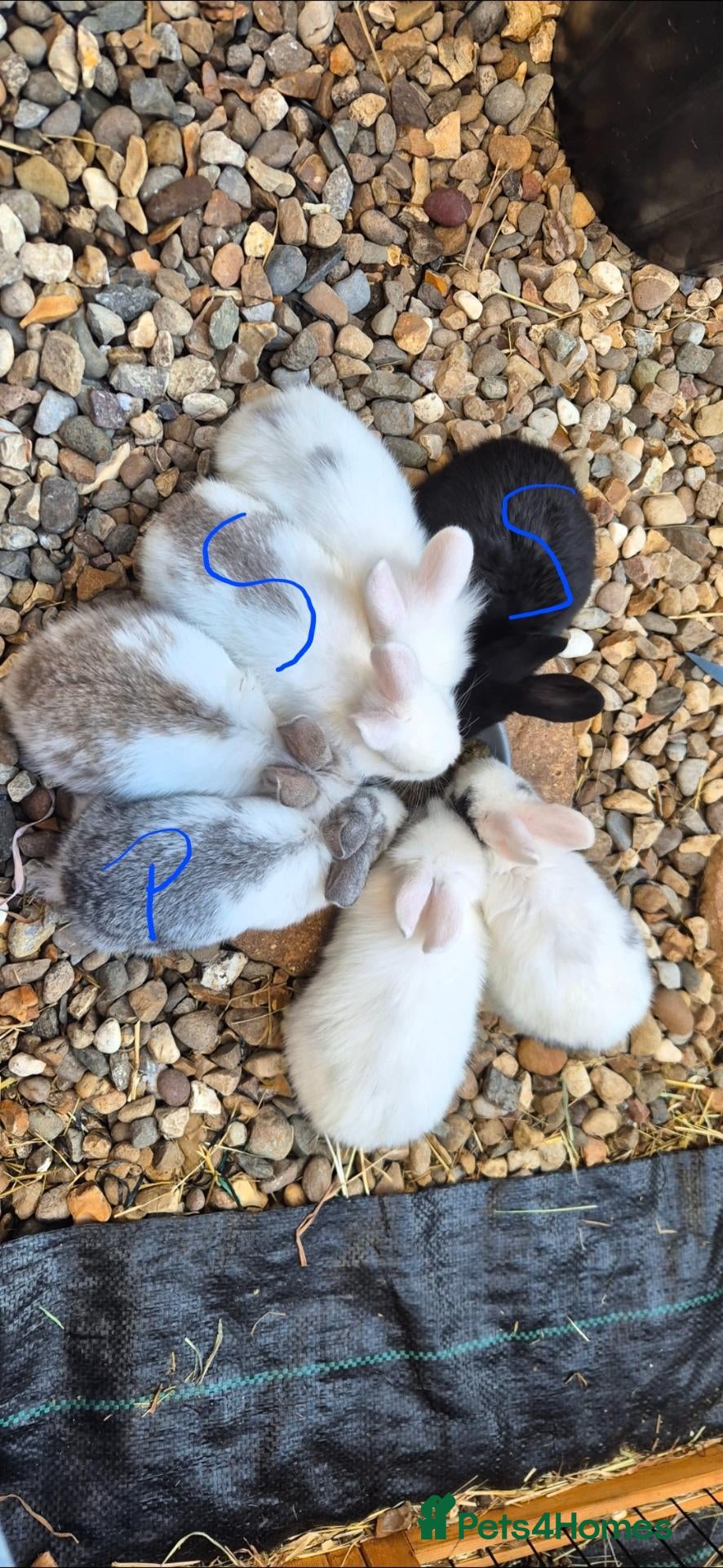 Mixed Breed rabbits 3 bunny's left  - Advert 12