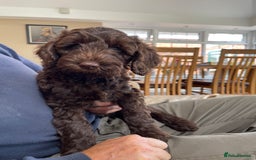 Australian Labradoodle dogs for sale: Pure Australian Labradoodles - READY TO LEAVE  - Image 20