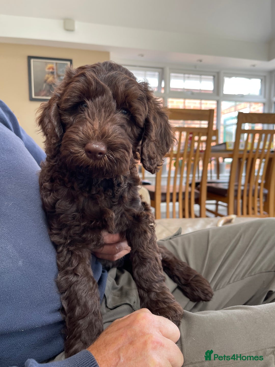 Australian Labradoodle dogs for sale: Pure Australian Labradoodles - READY TO LEAVE  - Image 20