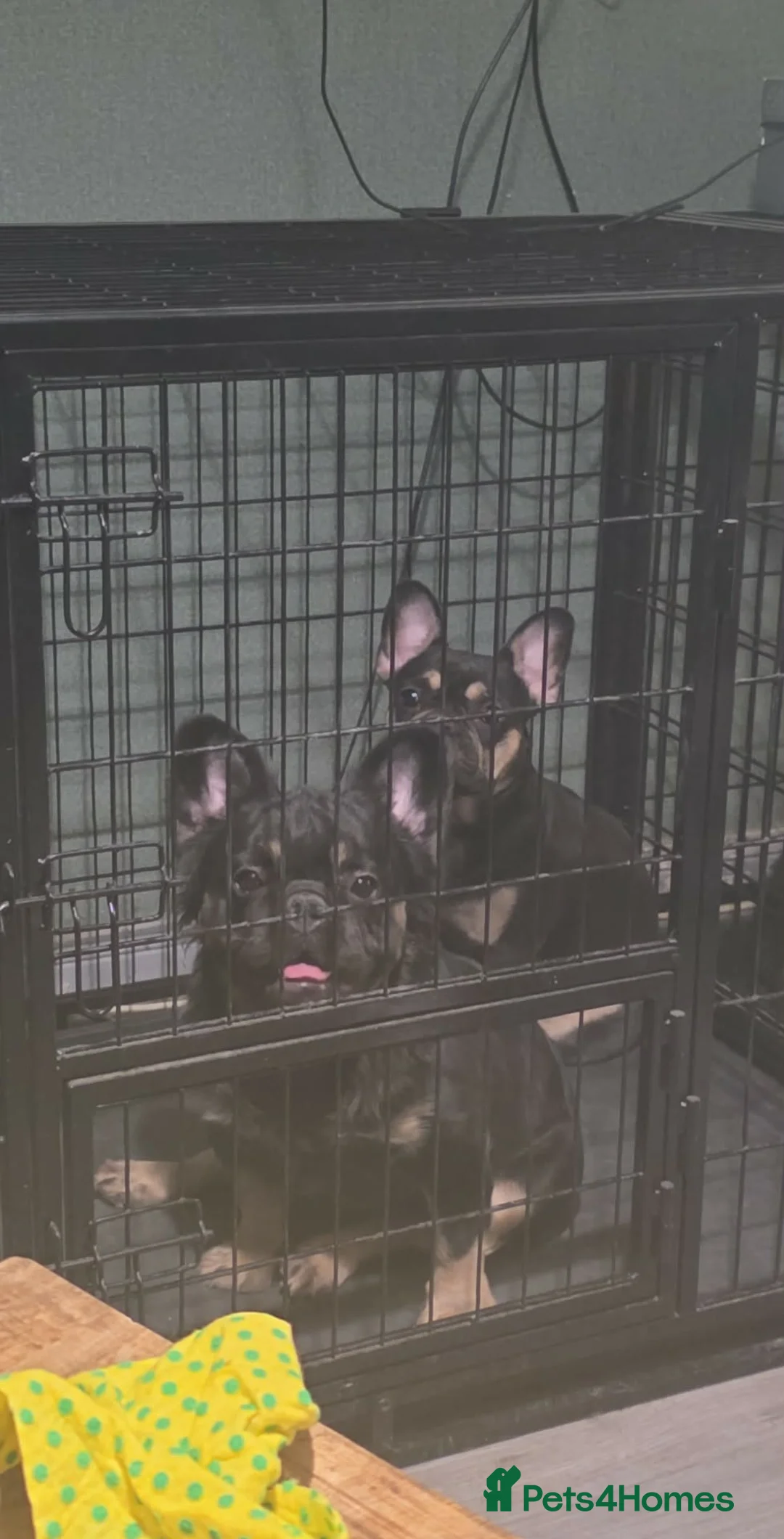 French Bulldog dogs for sale: Ocean in Dundee - Advert 2