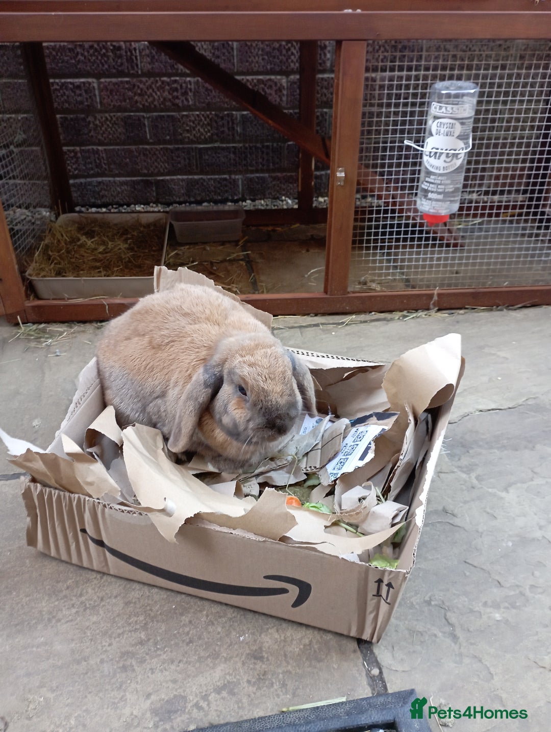 French Lop rabbits for sale: Very friendly lop eared rabbits, neutered  - Advert 3