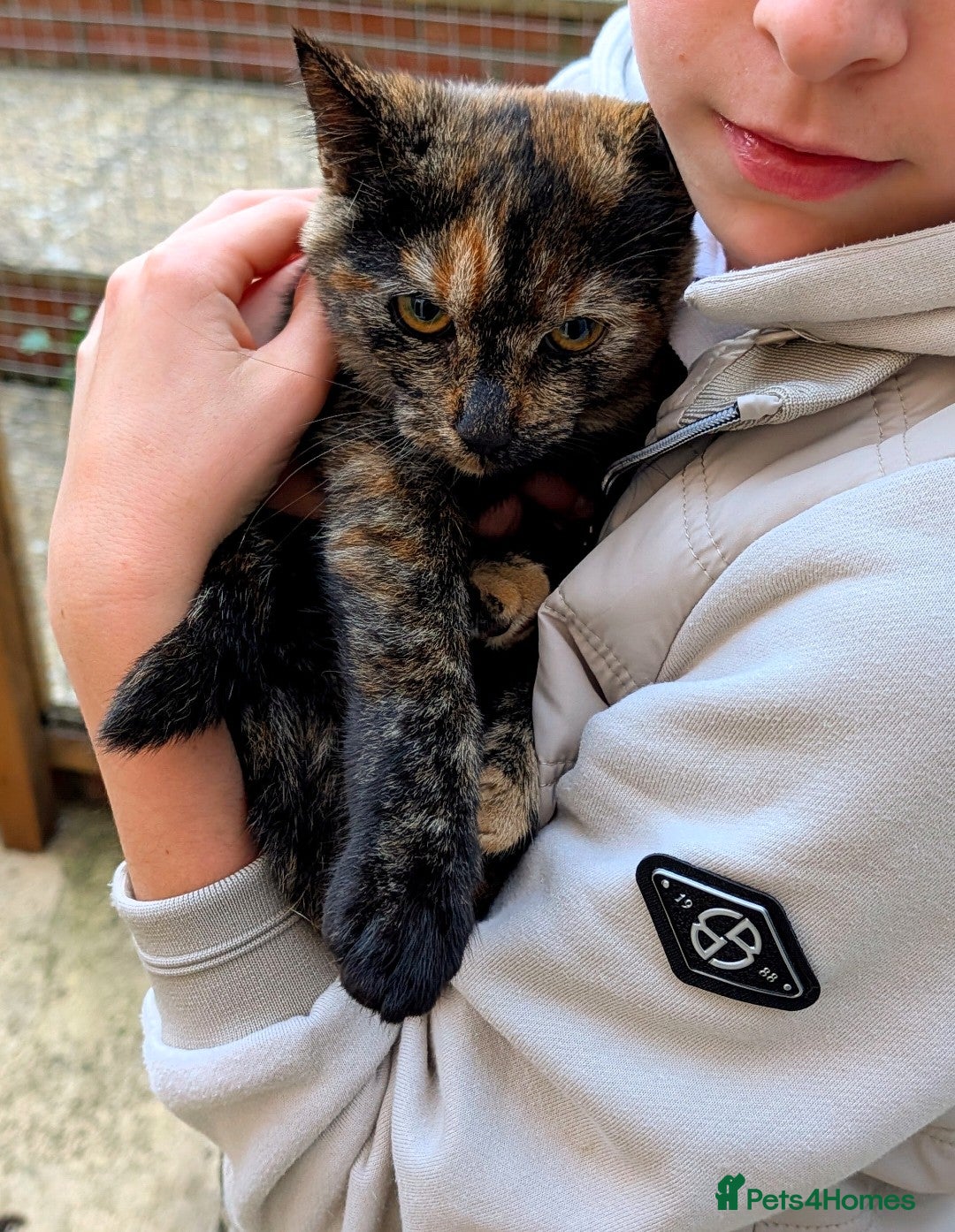 Mixed Breed cats Bengal/Norwegian kittens £150 final price. - Advert 2