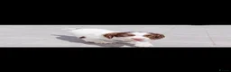 English Springer Spaniel dogs for sale: Quality English Springer Spaniel puppies for sale - Advert 5